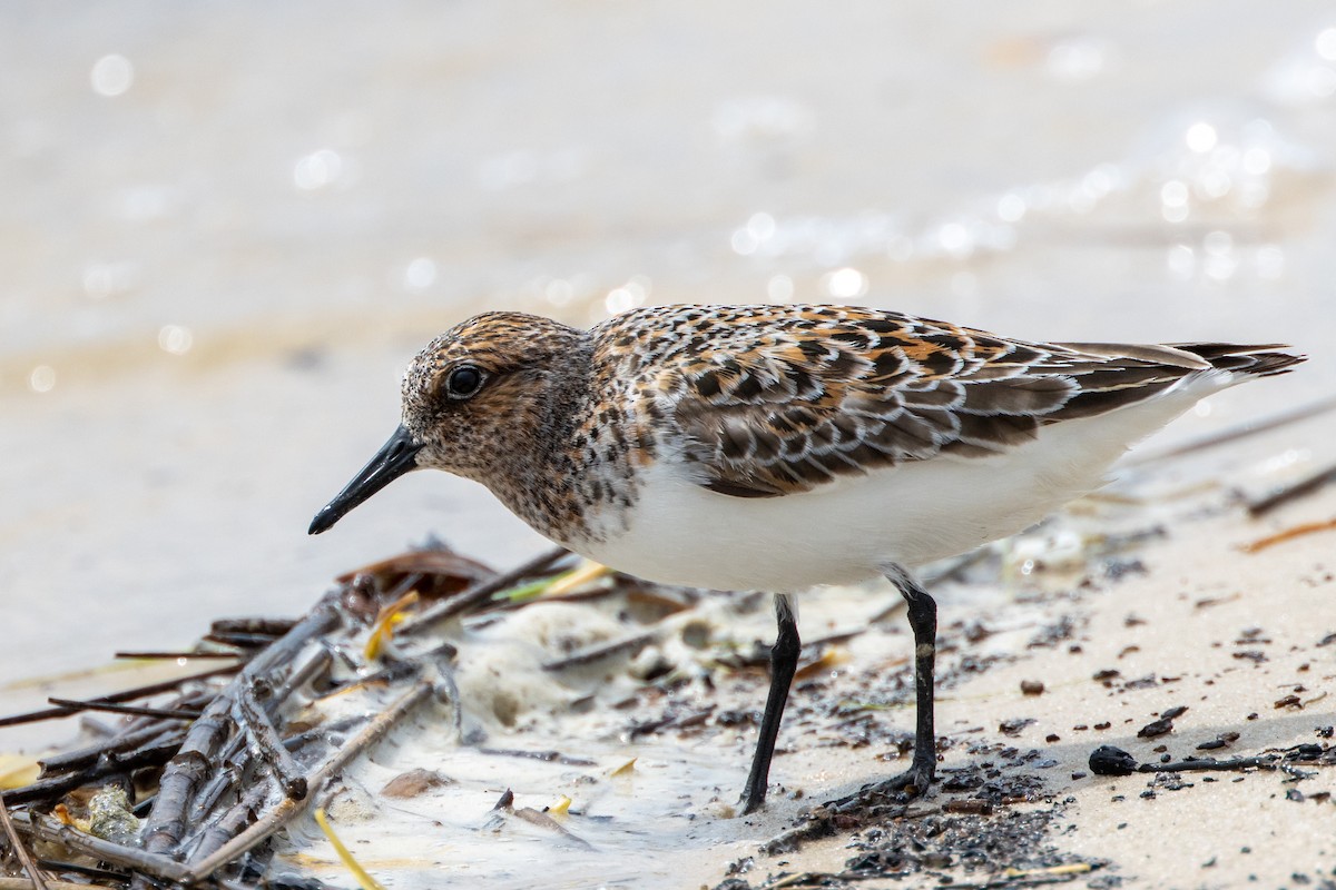 Sanderling - ML619865010