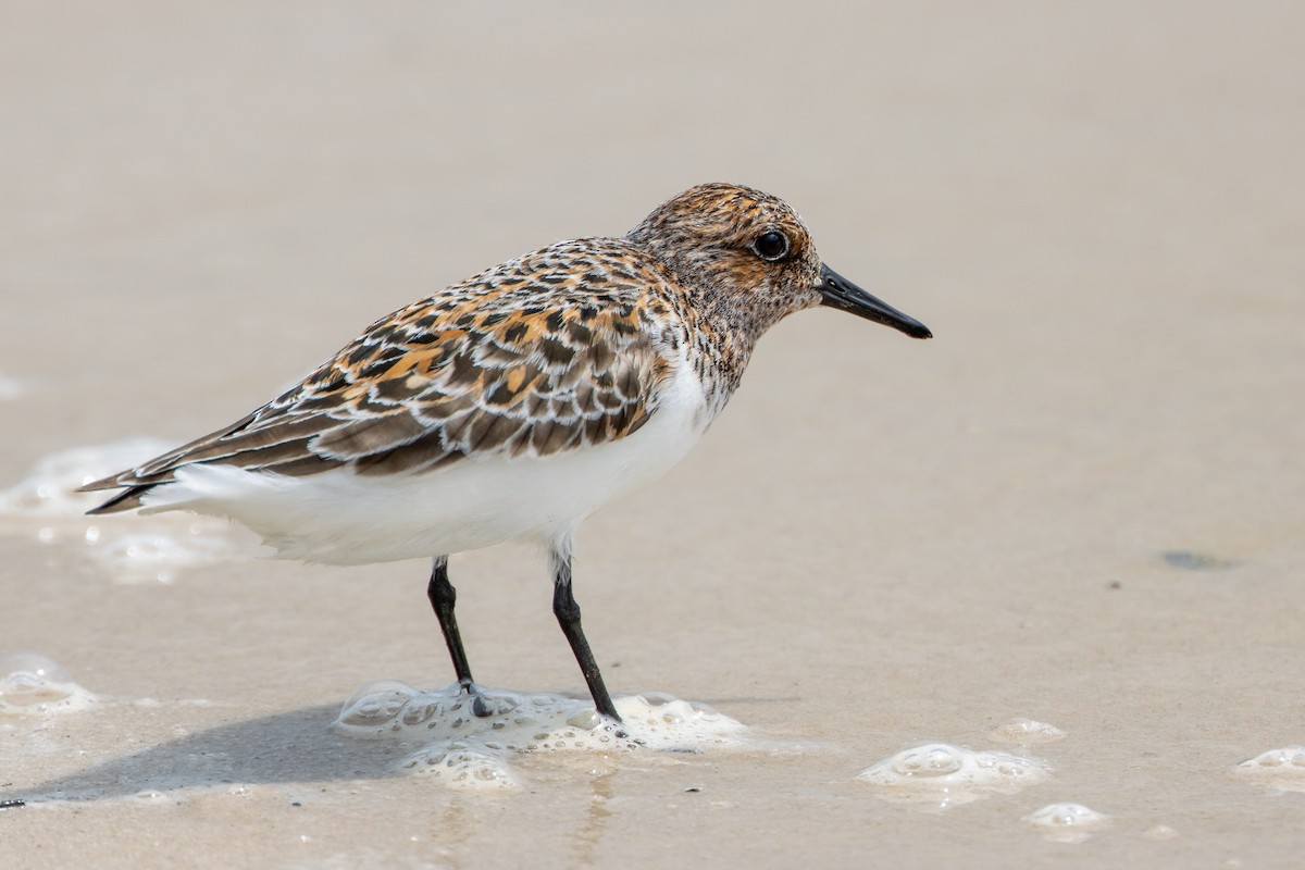 Sanderling - ML619865012