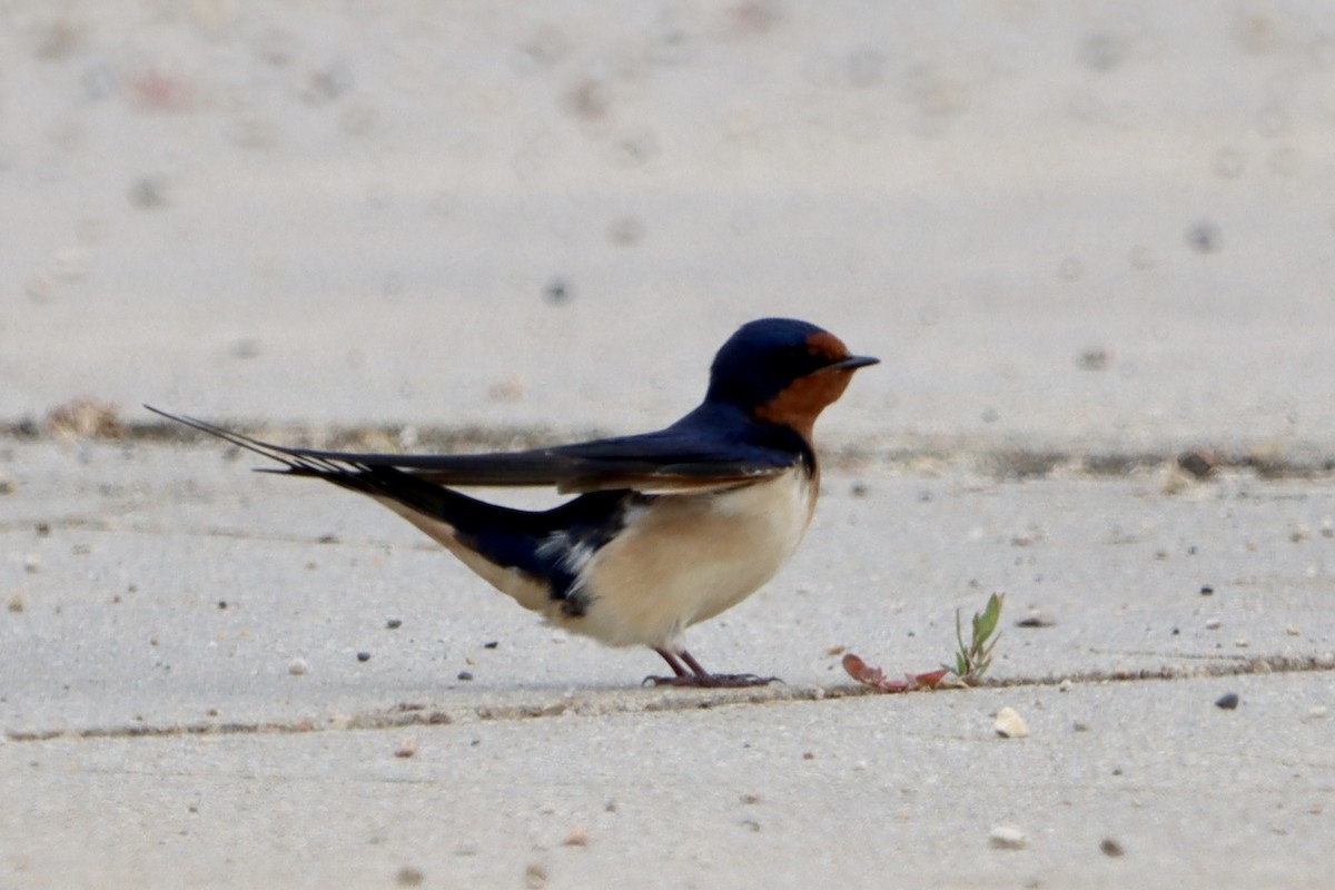 Barn Swallow - ML619865034