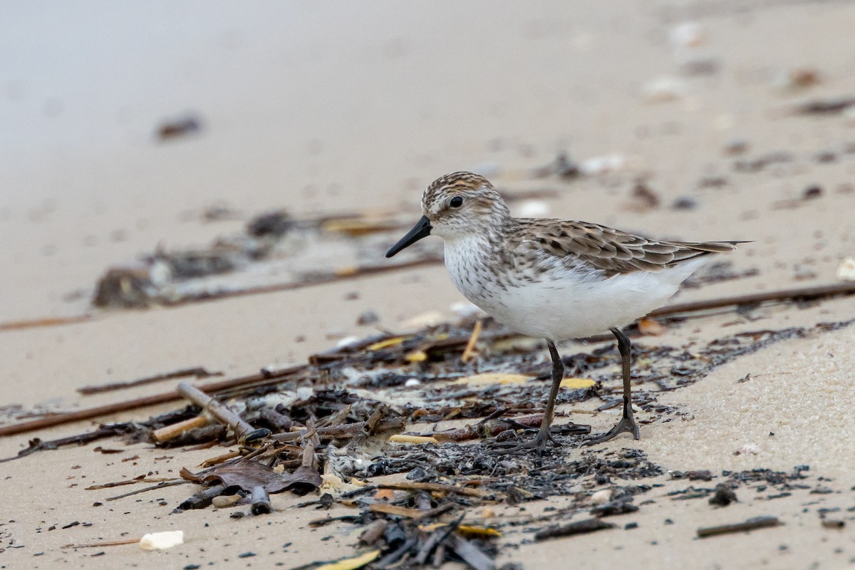 Semipalmated Sandpiper - ML619865040