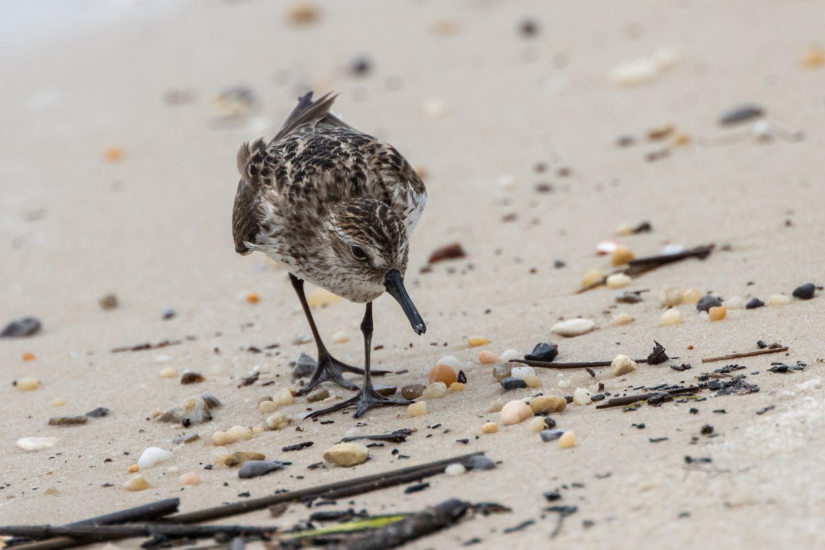 Semipalmated Sandpiper - Robert Wheat