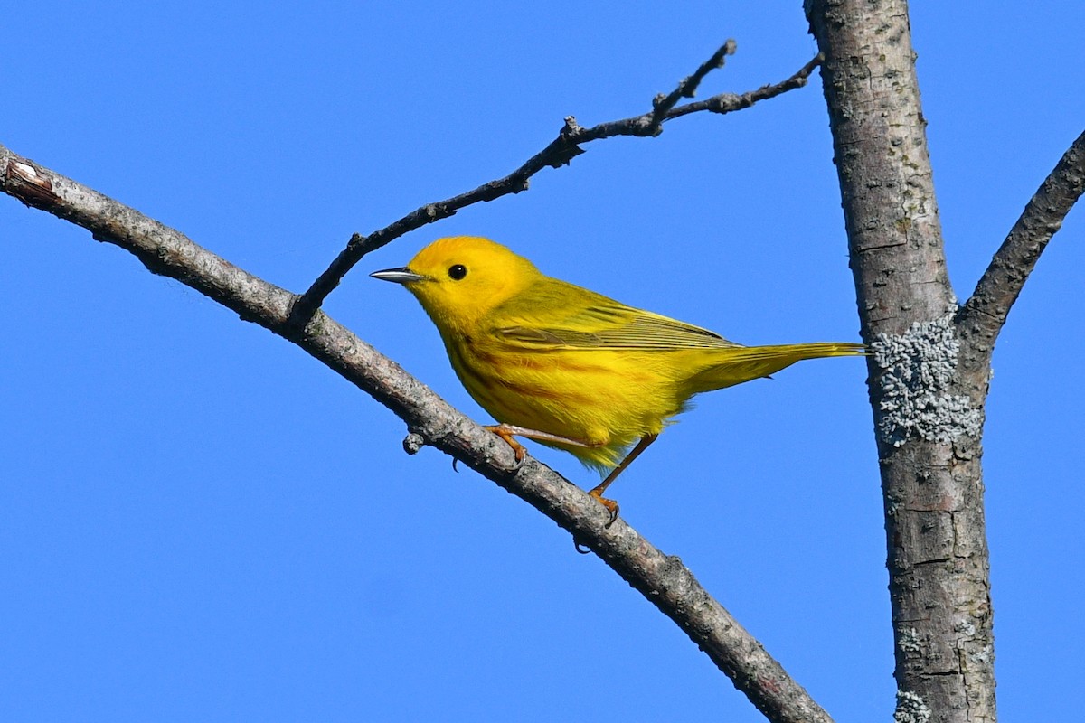 Paruline jaune - ML619865042