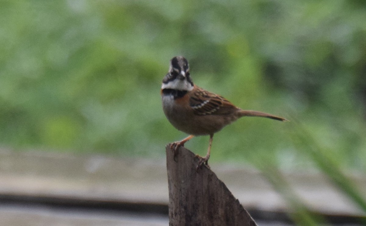 Rufous-collared Sparrow - ML619865048
