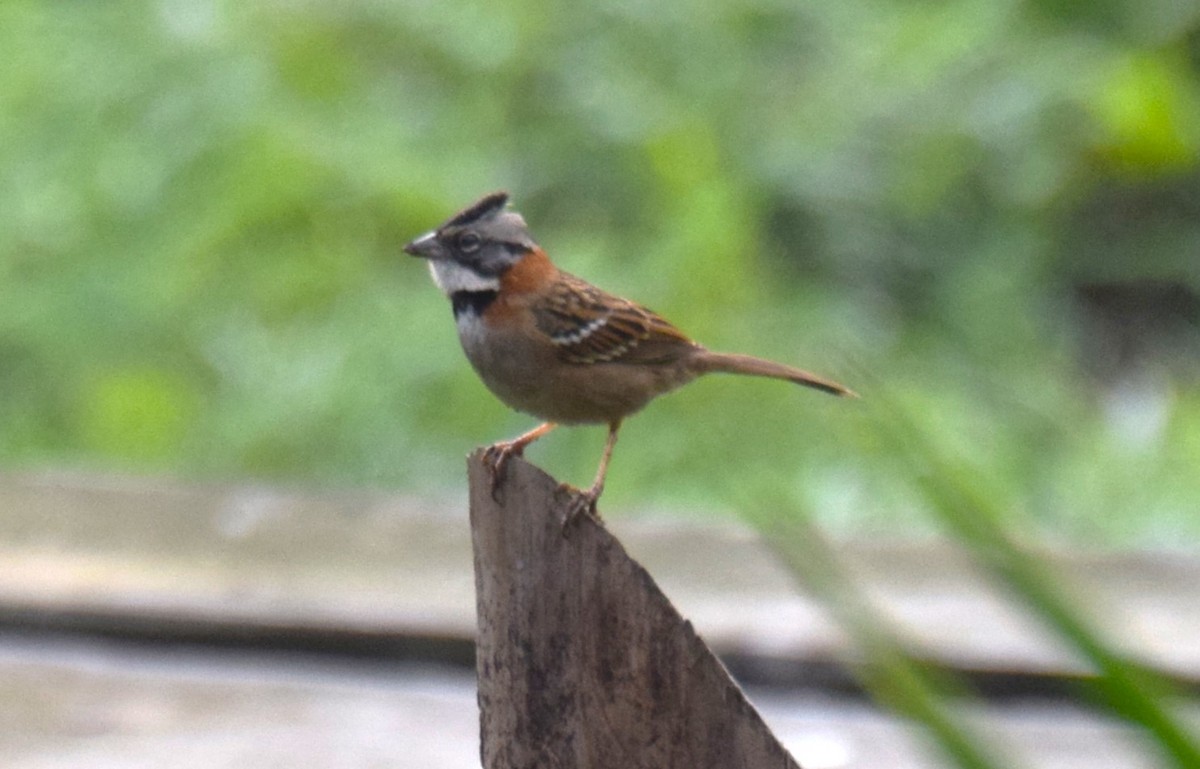 Rufous-collared Sparrow - ML619865049