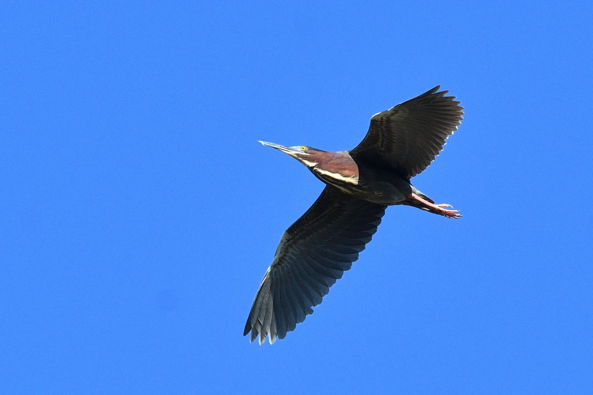 Green Heron - ML619865063