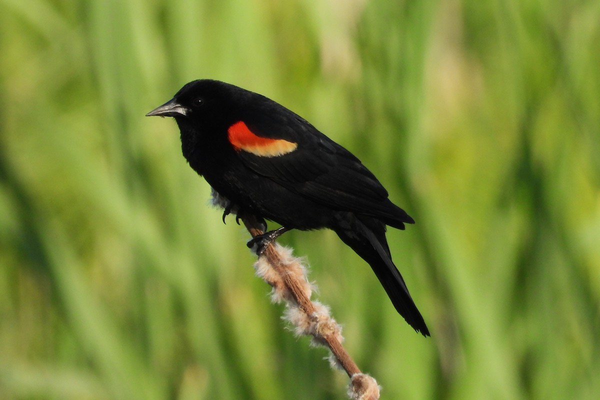 Red-winged Blackbird - ML619865064