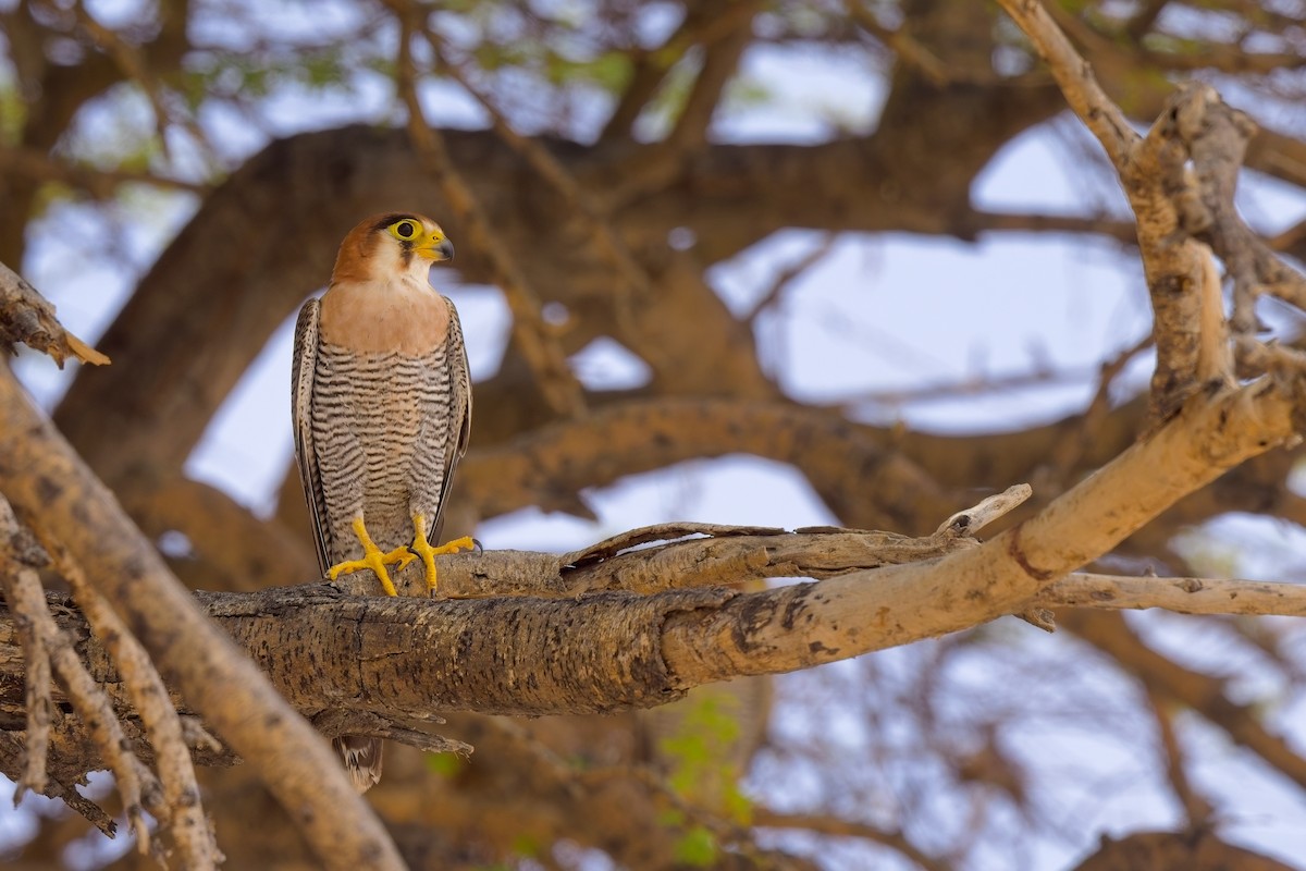 Red-necked Falcon - ML619865068