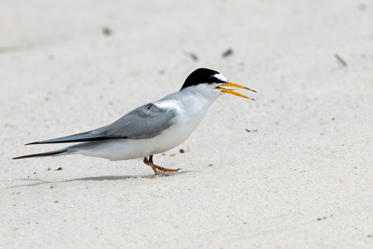 Least Tern - ML619865074