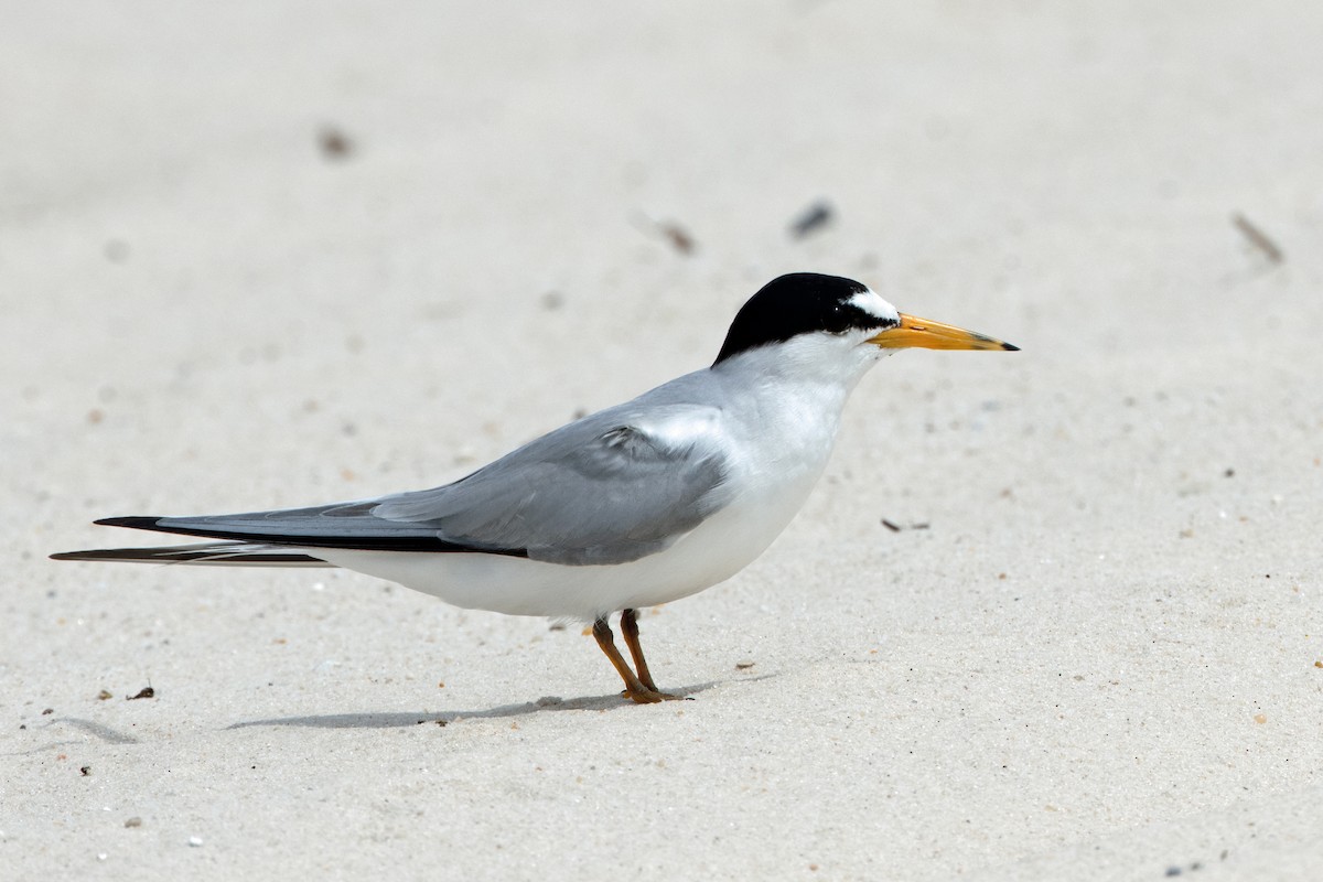 Least Tern - ML619865078