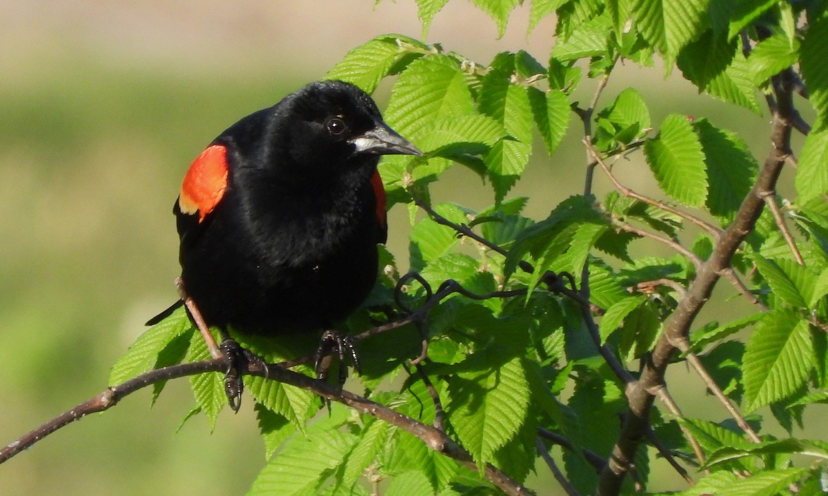 Red-winged Blackbird - ML619865079