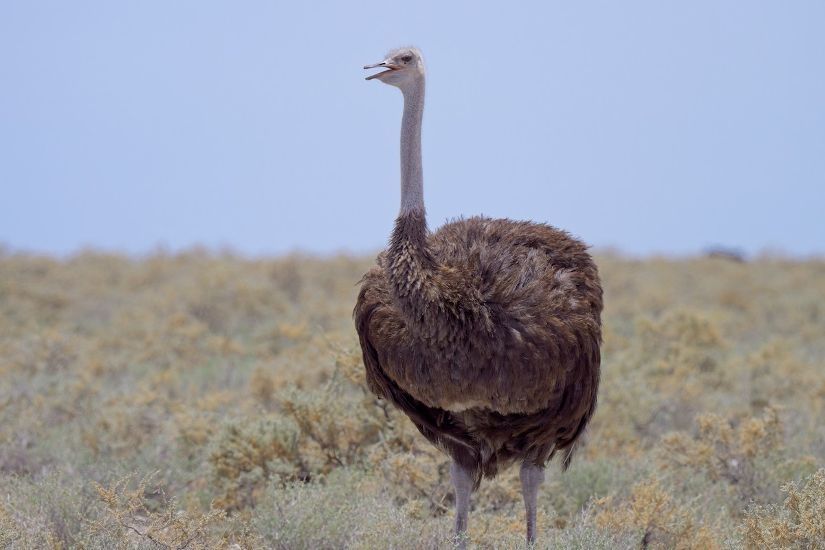 Common Ostrich - ML619865081