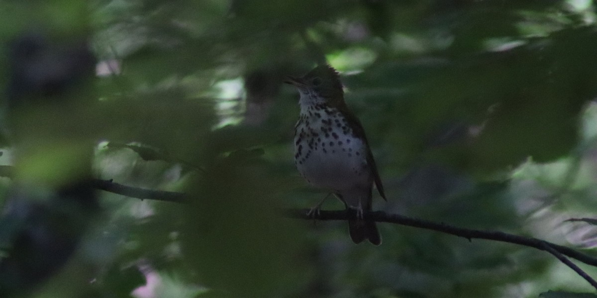 Wood Thrush - ML619865082