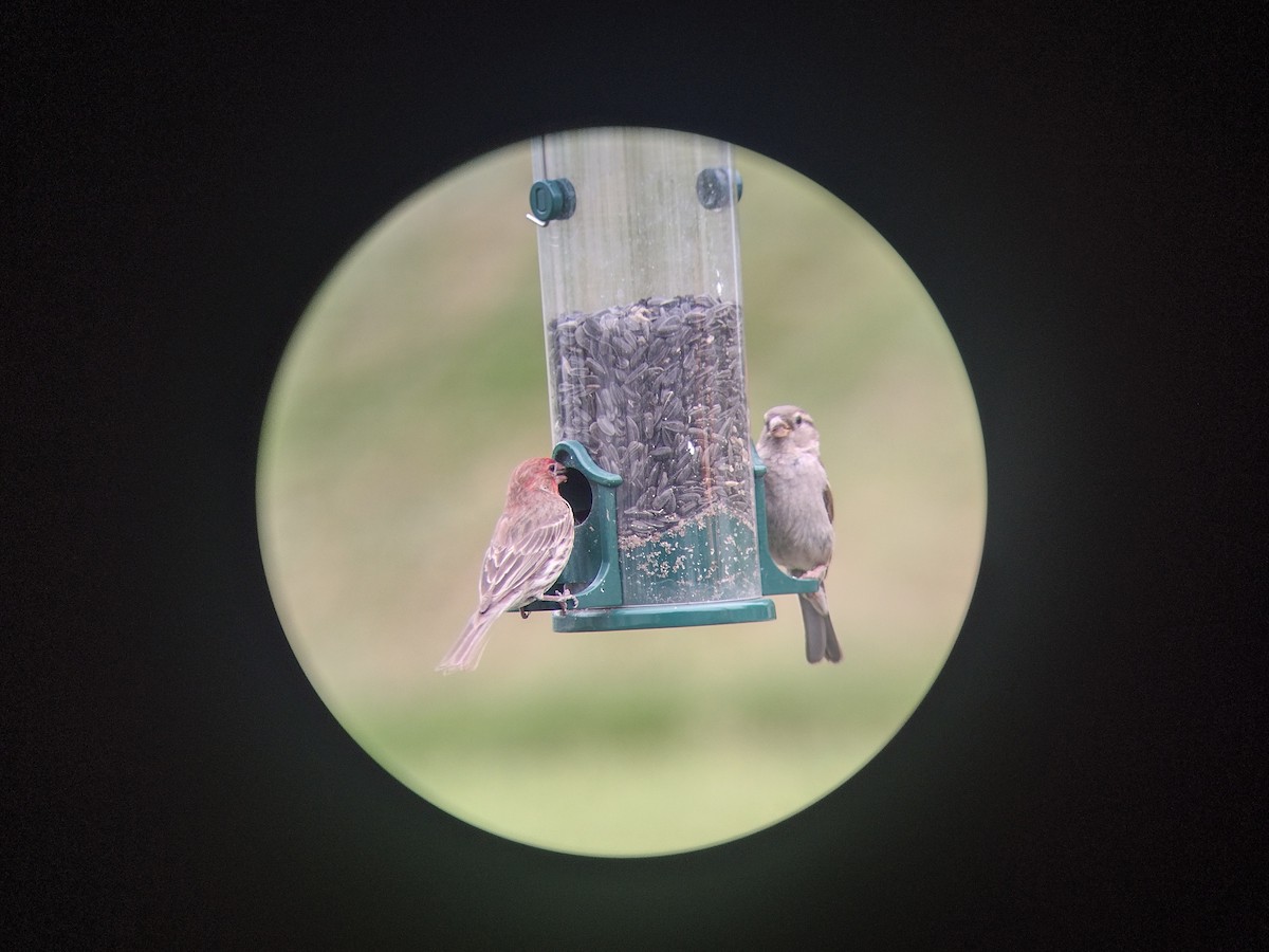 House Finch - Steven Romo