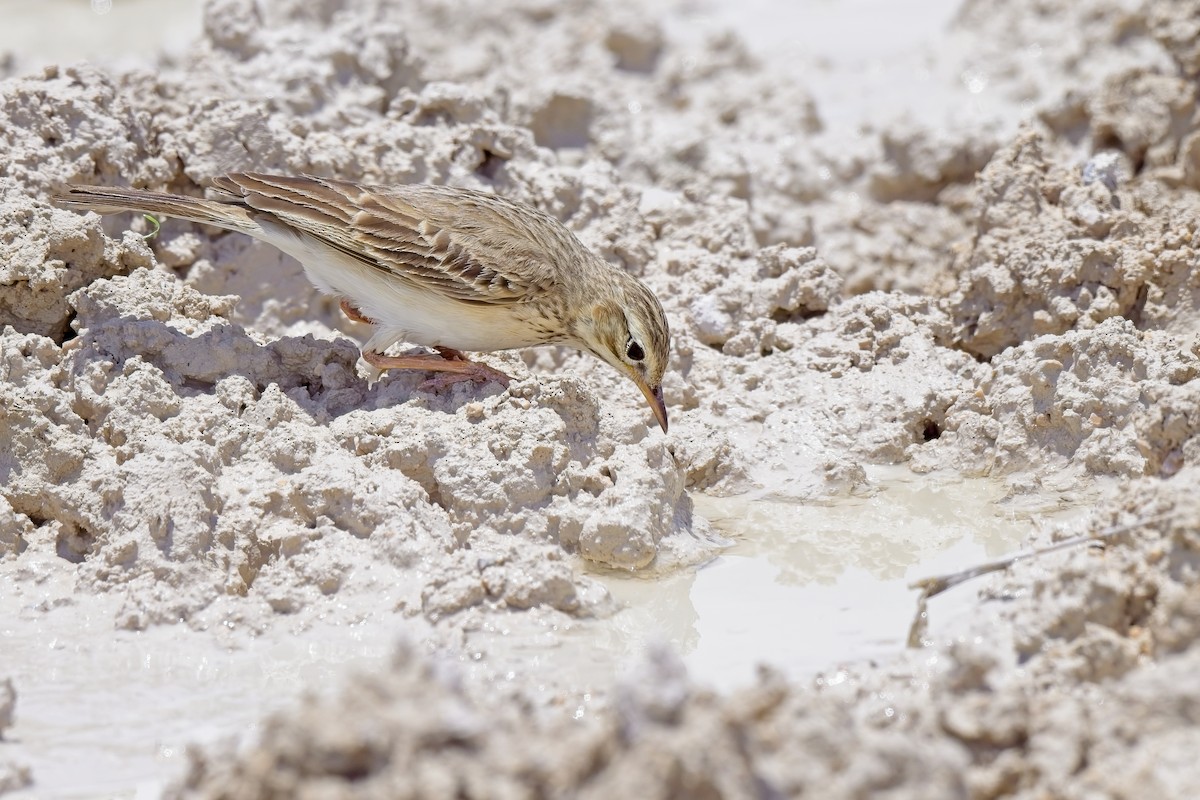 African Pipit - ML619865088