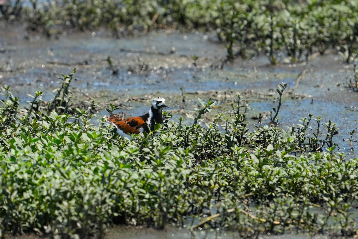 Ruddy Turnstone - ML619865091