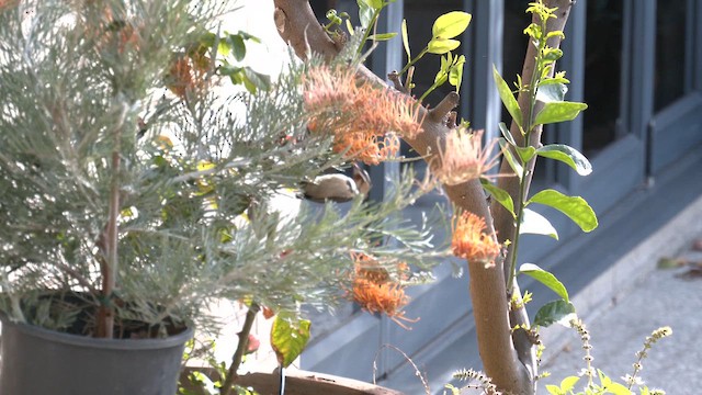 ニシキリハシミツスイ - ML619865092