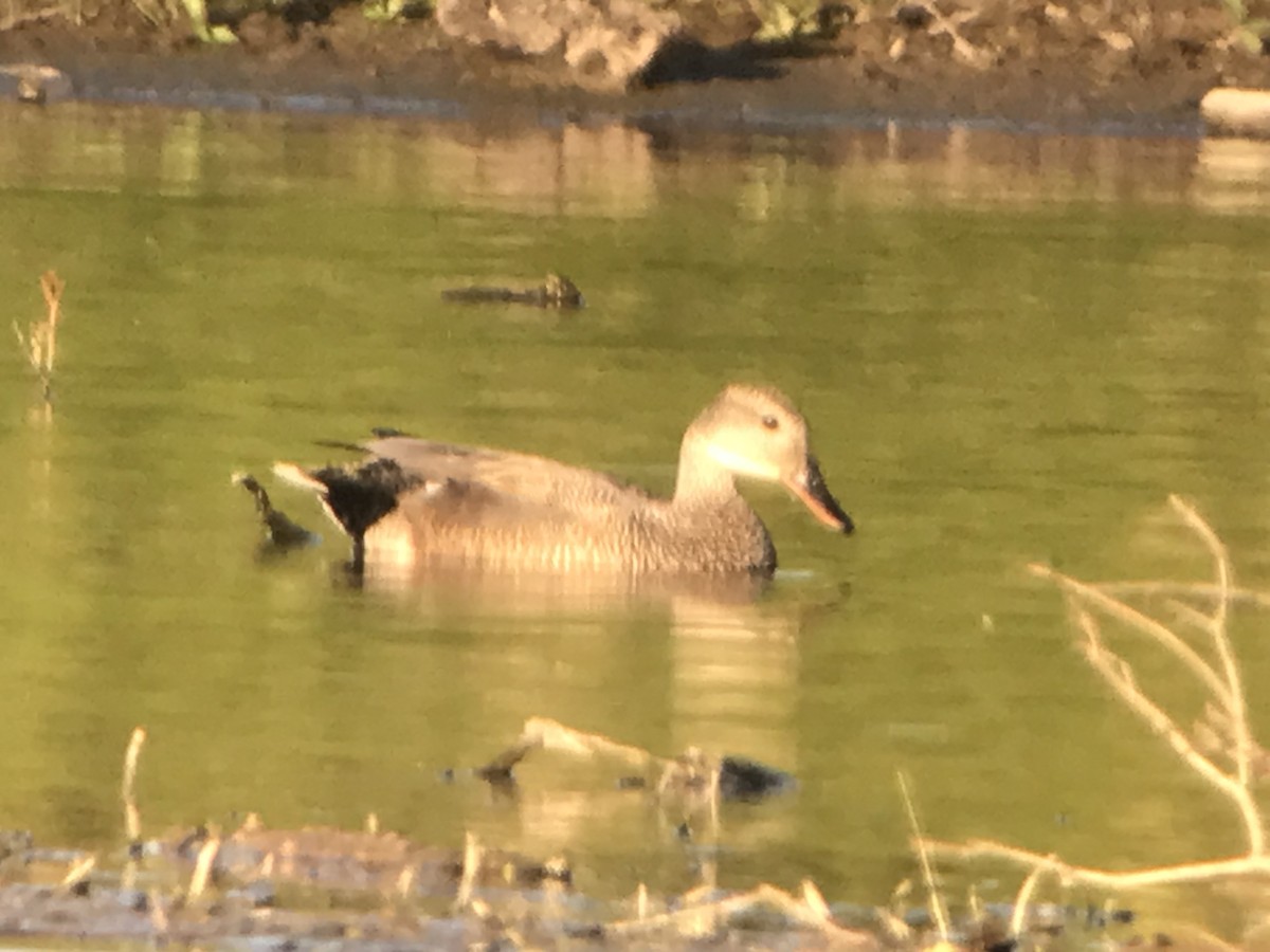 Gadwall - ML619865095