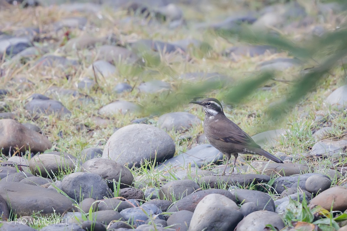 Remolinera Araucana - ML619865100