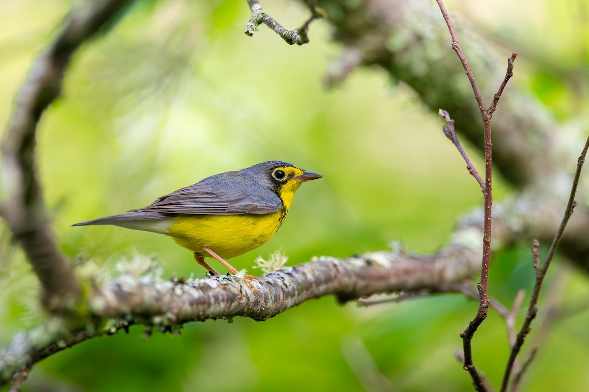 Canada Warbler - Alex Busato