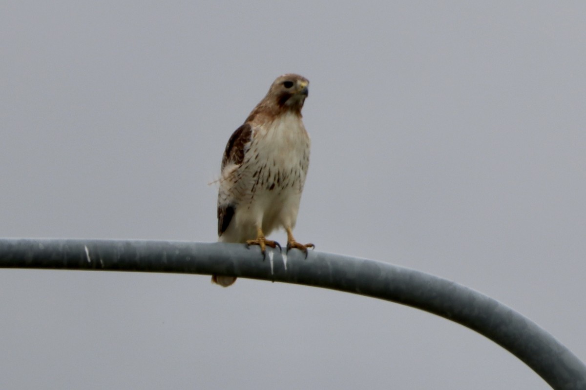 Red-tailed Hawk - ML619865116