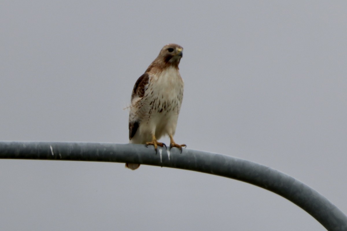 Rotschwanzbussard - ML619865116