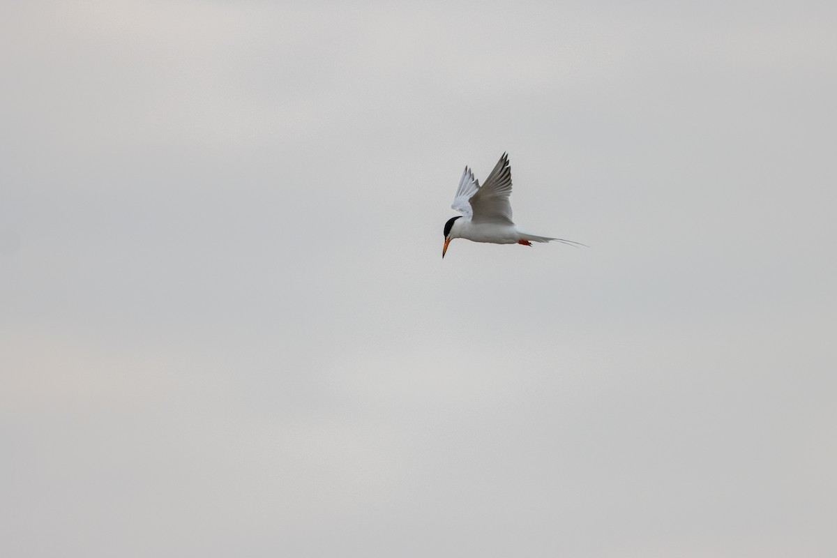 Forster's Tern - ML619865140