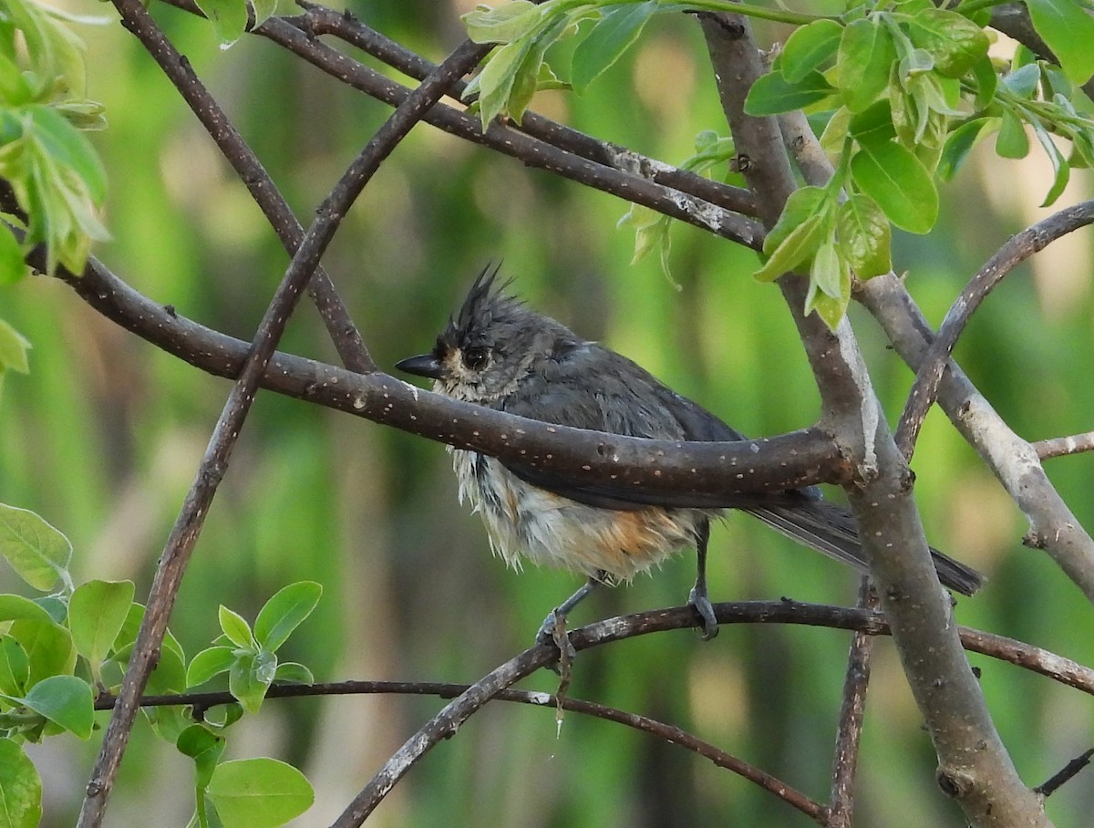 Tufted Titmouse - ML619865143