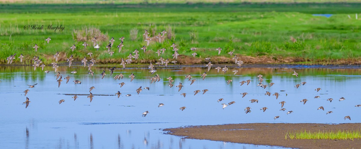 Semipalmated Sandpiper - ML619865161