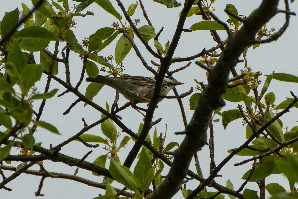 Paruline rayée - ML619865168