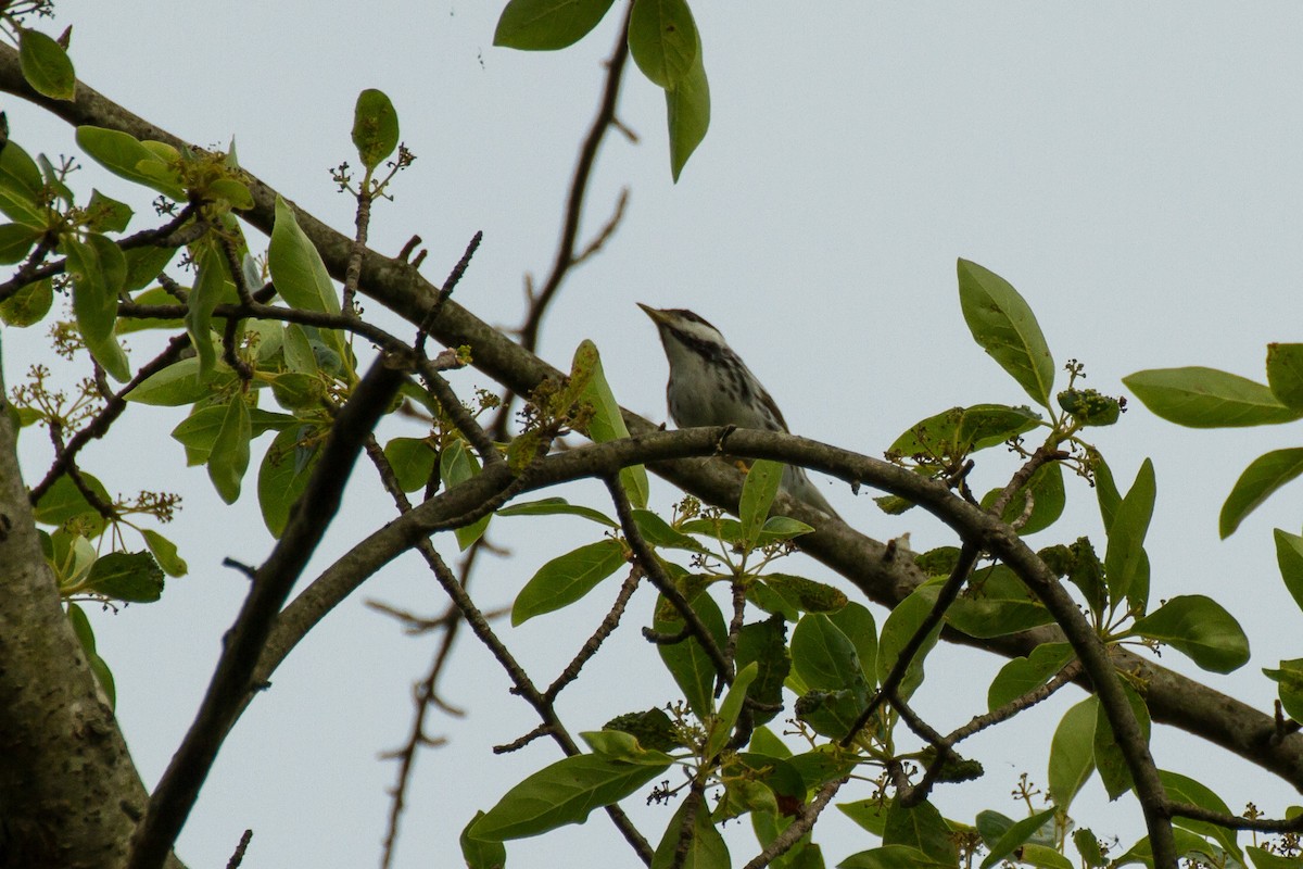 Paruline rayée - ML619865169