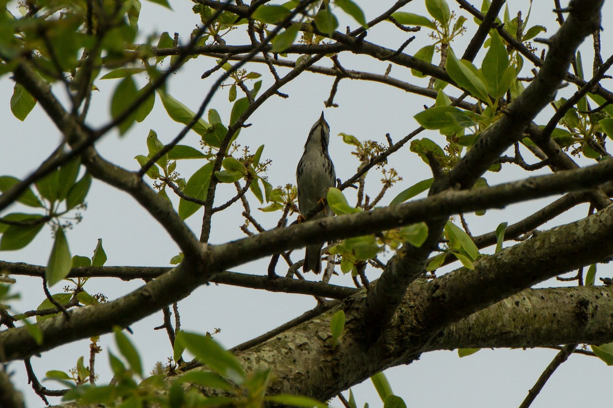 Paruline rayée - ML619865171