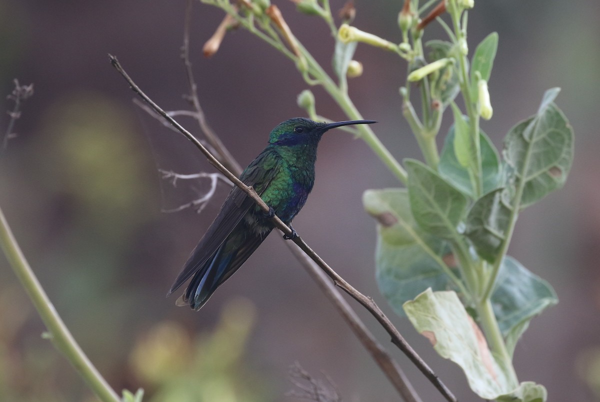 kolibřík modrolící - ML619865174