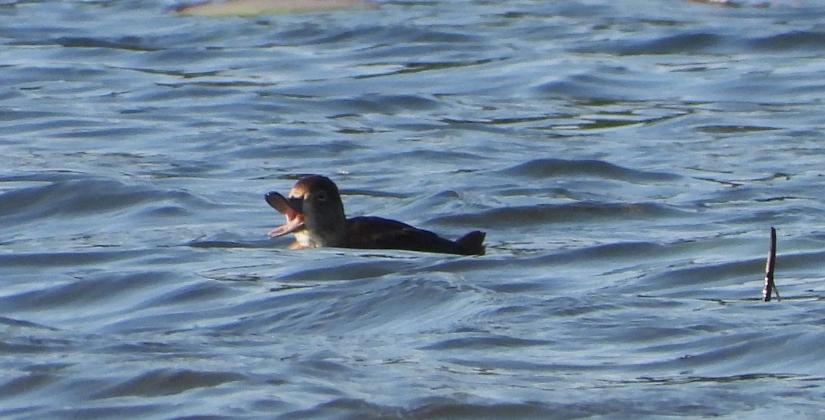 Ring-necked Duck - ML619865175