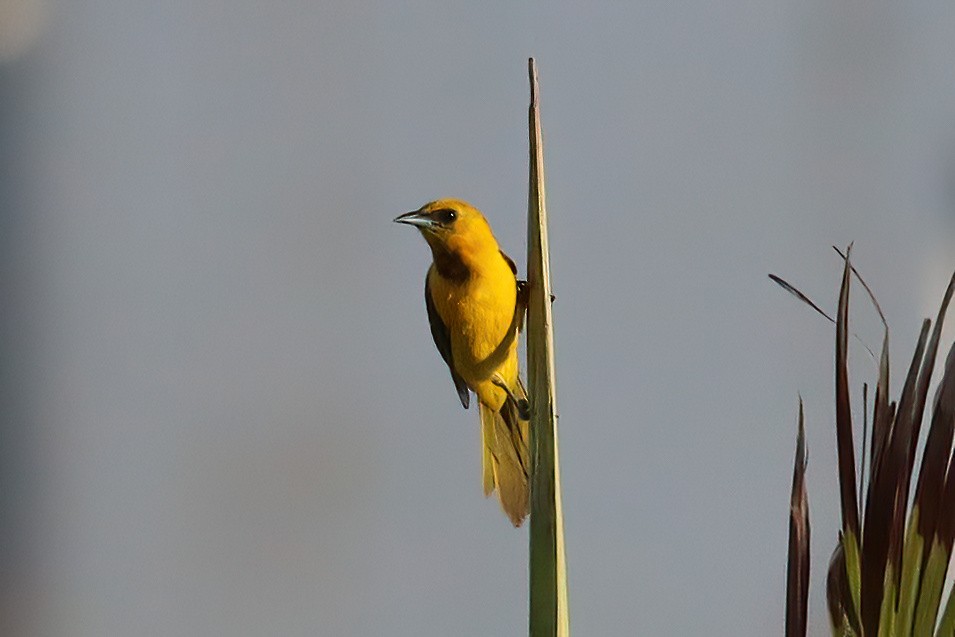 Yellow-tailed Oriole - ML619865185
