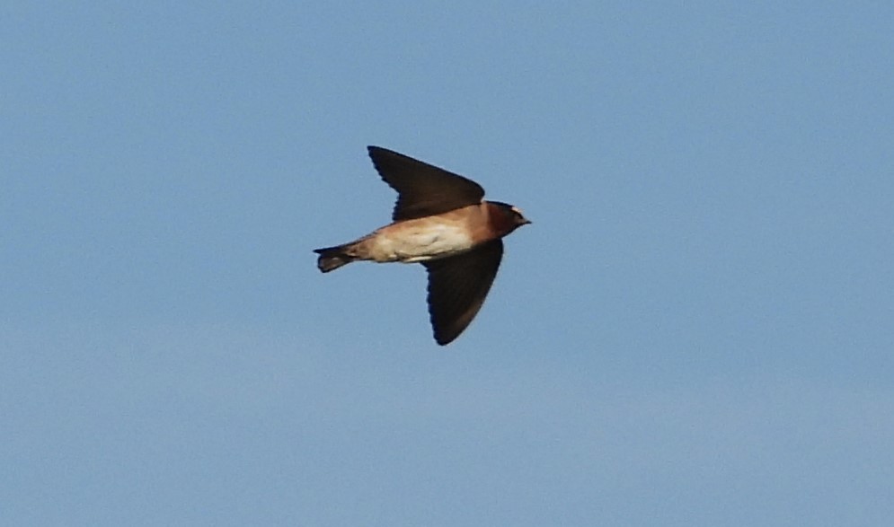 Cliff Swallow - ML619865186