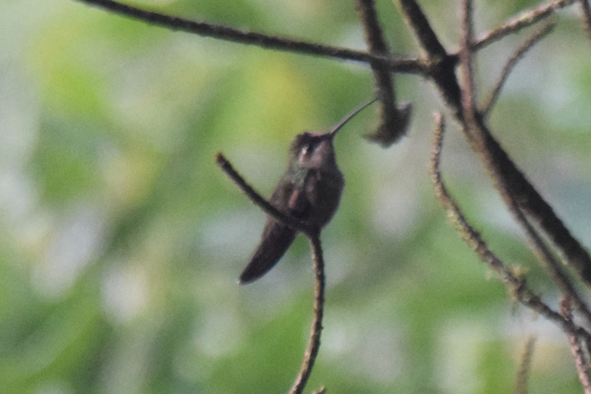 kolibřík ametystohrdlý - ML619865187