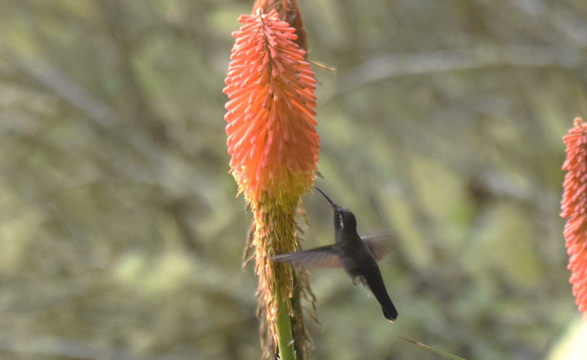 kolibřík ametystohrdlý - ML619865188