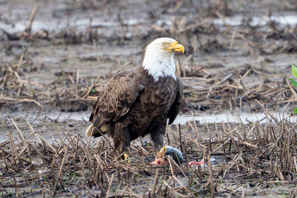 Bald Eagle - ML619865192