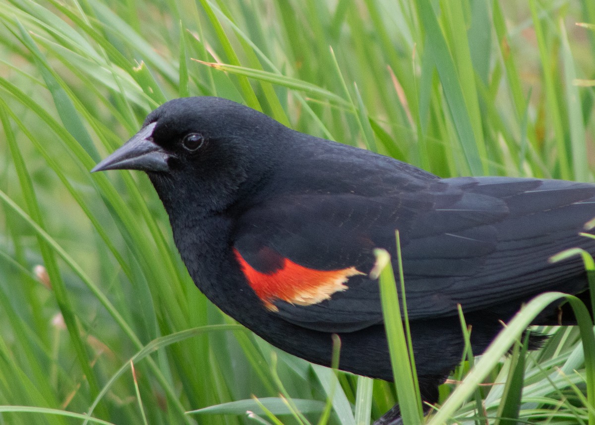 Red-winged Blackbird - ML619865198
