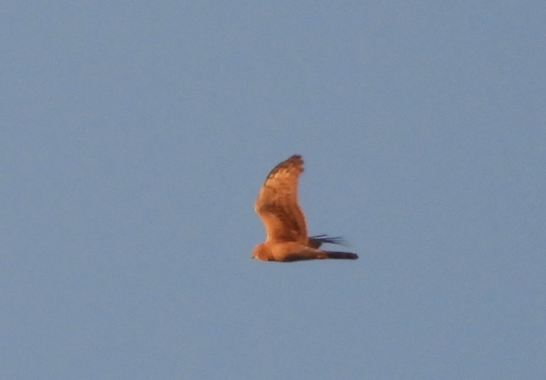 Northern Harrier - ML619865201