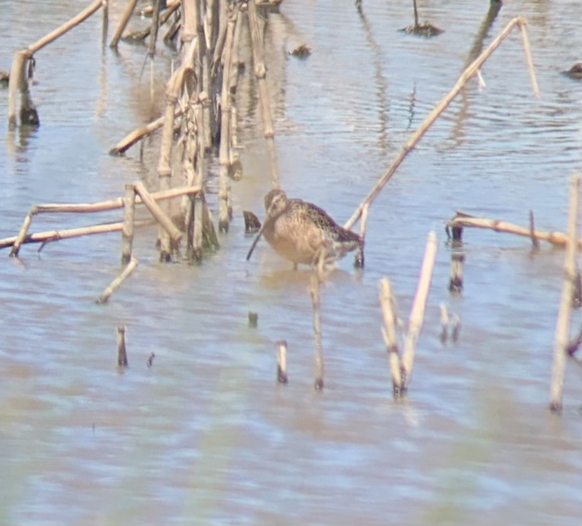 Long-billed Dowitcher - ML619865218