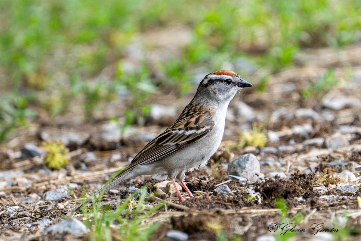 Chipping Sparrow - ML619865223