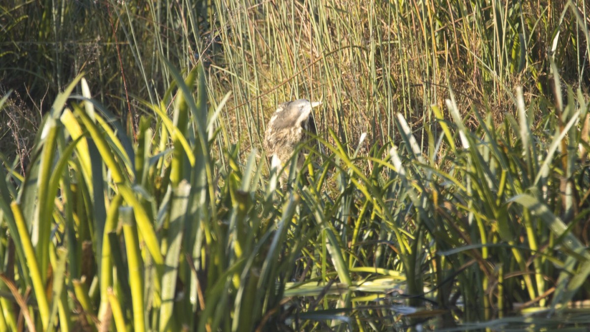 Australasian Bittern - ML619865226