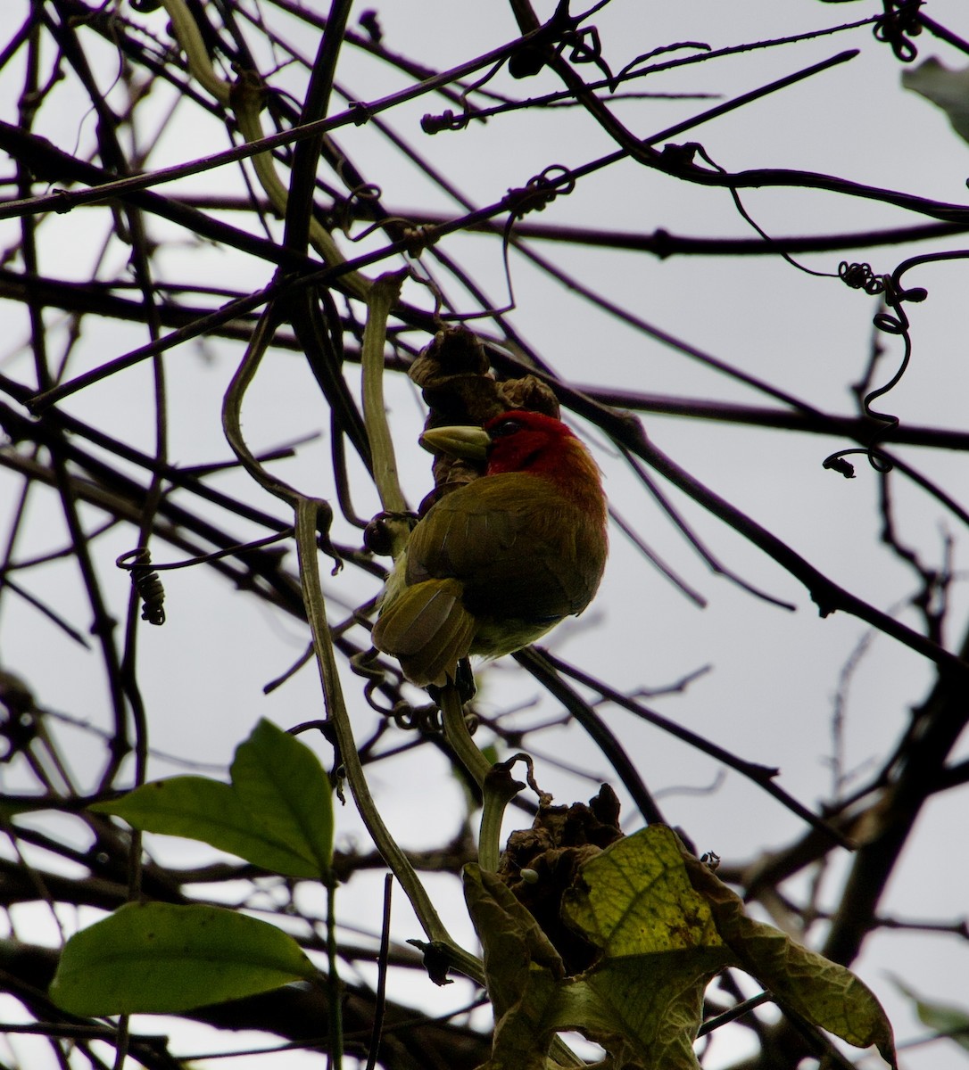 Scarlet-hooded Barbet - ML619865248