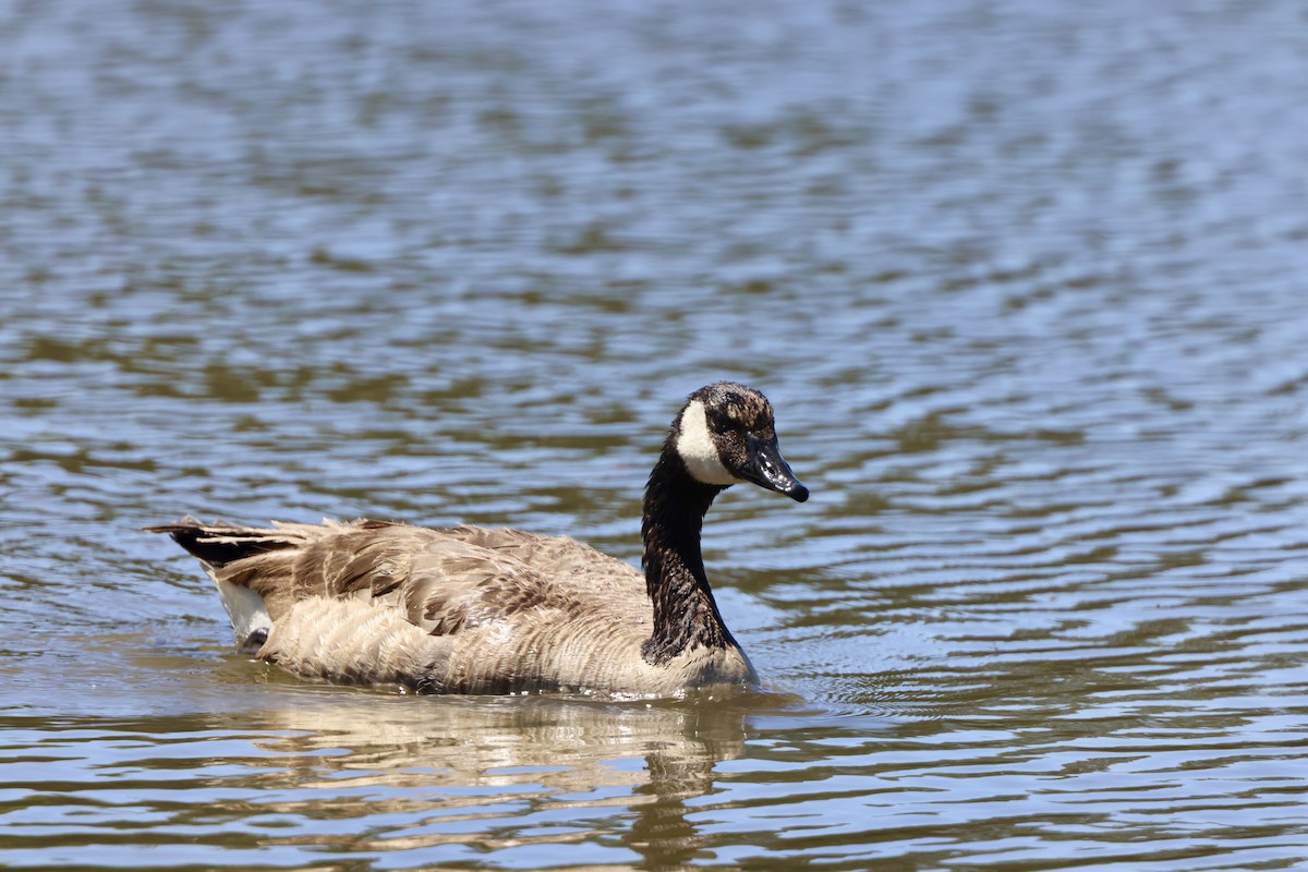 Canada Goose - ML619865256