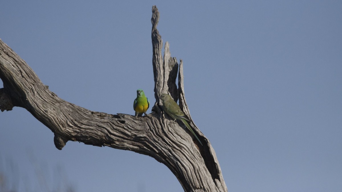 Red-rumped Parrot - ML619865260