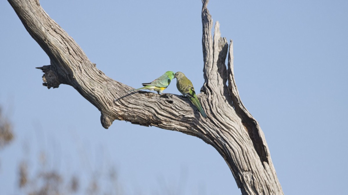 Red-rumped Parrot - ML619865263