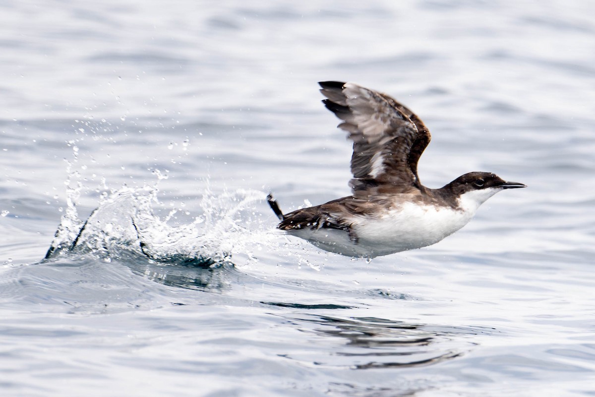 Craveri's Murrelet - ML619865285