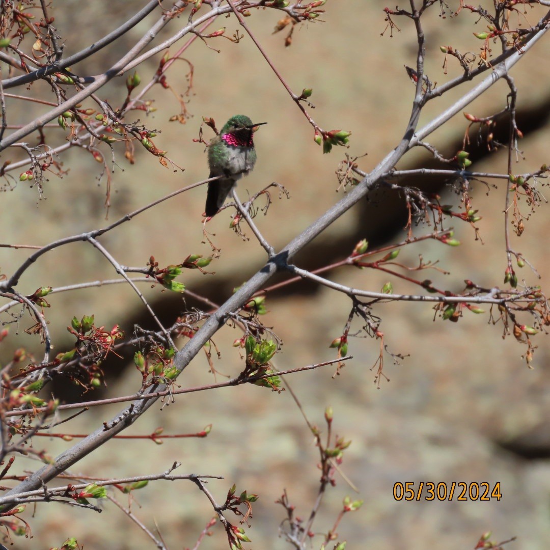 Broad-tailed Hummingbird - ML619865286