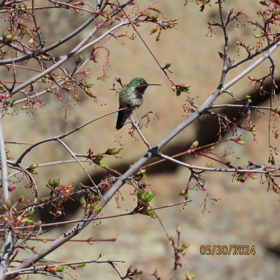 Broad-tailed Hummingbird - ML619865287